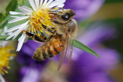 Rettet die Bienen